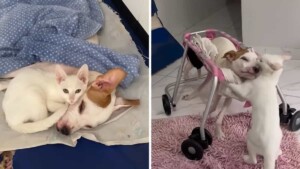 Adotta un gatto per assistere un cane disabile: il felino insegna al piccolo a “camminare di nuovo”.