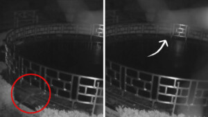 Lontra affamata si intrufola nel laghetto di un hotel di lusso per commettere una grossa rapina (VIDEO)