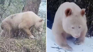 Prime Immagini dell’unico panda albino al mondo (VIDEO)