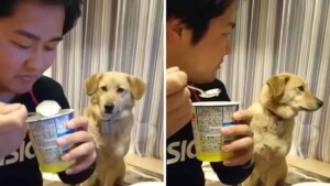 Il cane ha una voglia matta di mangiare un po’ di yogurt ma cerca di nasconderlo (VIDEO)