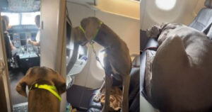 Compra tre biglietti aerei per far viaggiare comodamente il suo cane di servizio, un Alano di 60 chili