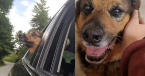 Un canile regala a Leroy, un cane anziano, un giorno di libertà dopo sette anni di attesa (Video)