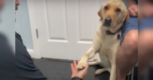 Il veterinario si guadagna la fiducia del cane ferito in modo dolce (video)