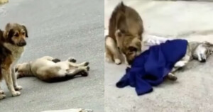 Il cane randagio protegge la sua amica a 4 zampe ferita (Video)