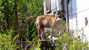 Cane lasciato solo porta la ciotola da una porta all’altra, nella speranza che qualcuno lo nutra