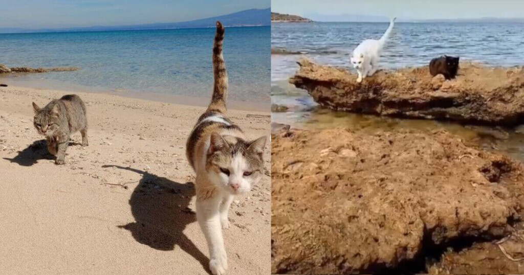 Una spiaggia popolata solo da gatti? Si trova in Sardegna: come fare per visitarla