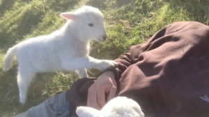 Dolce capretta ha il modo più carino di chiedere altri grattini alla testa