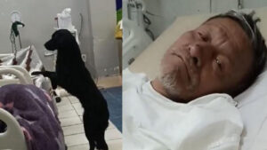 Un anziano ricoverato in ospedale fa un appello commovente per il futuro del suo fedele cane