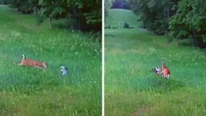 Il cervo corre in aiuto del coniglio mentre un falco tenta di catturarlo in un campo