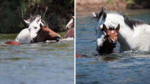 Emozione pura: un cavallo selvatico interviene per evitare l’annegamento di una piccola puledra.