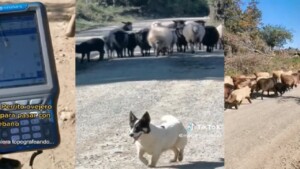 E’ rimasto sorpreso quando il cane pastore gli ha chiesto il permesso di passare con le sue pecore