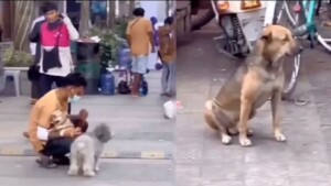 L’incredibile storia di un cane randagio il cui sguardo triste ha commosso milioni di persone