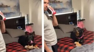 Recita una scena in cui fa finta di parlare al telefono con il veterinario: l’inaspettata reazione del cane