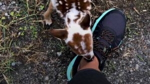 Cucciolo di cervo lasciato solo si avvicina a una jogger implorando soccorso.