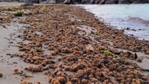 Le avete viste spesso in spiaggia, si chiamano egagropile, ecco cosa sono e che funziona hanno