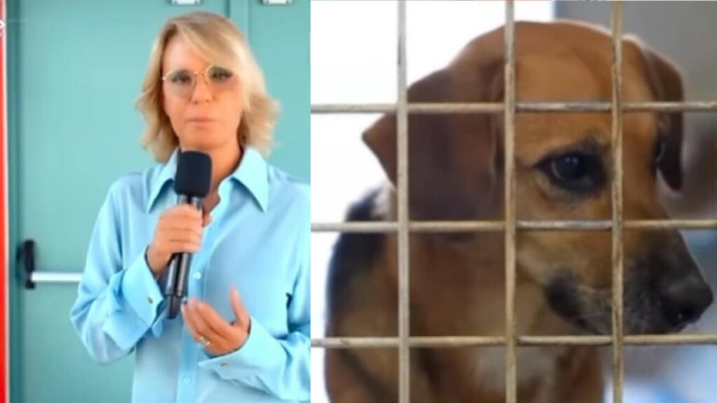 Maria De Filippi promuove l’adozione dei cani: al via l’operazione “Adotta un amico” (Video)