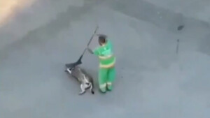 Registrano in un video il comportamento di un netturbino con un cane che intralciava il suo lavoro