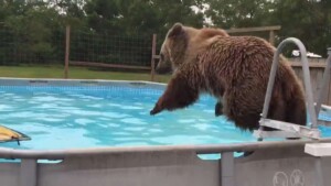 L’orso grizzly finisce in piscina con un tuffo e regala un sorriso smagliante alla telecamera (VIDEO)