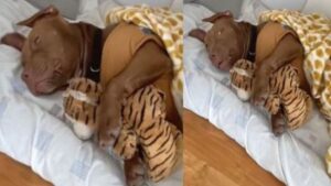 Eros, il cane pitbull che non riesce a dormire senza abbracciare il suo peluche “Che carino!”