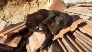 Da un garage in rovina, un cane denutrito scodinzola alla vista dei suoi salvatori.