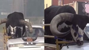 Un uomo ha rotto metà della sua macchina per prendere il suo toro come copilota (Video)