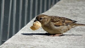 Siete tra quelli che lanciano briciole di pane agli uccellini? Ci sono diversi motivi per cui non dovreste farlo