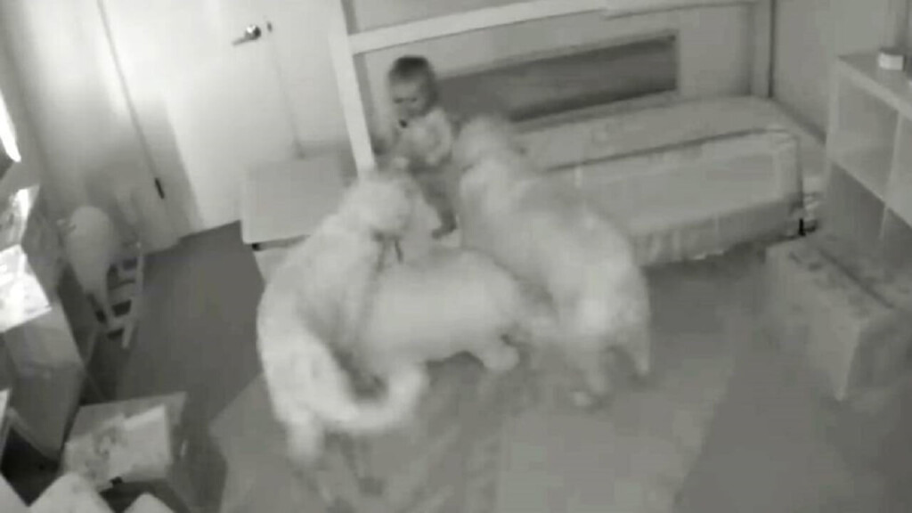 Una telecamera nascosta rivela come una bambina riesce a scappare dalla sua stanza con l’aiuto dei cani