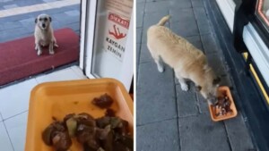 Impiegato di negozio nutre cagnolini che lo attendono fuori dal locale (VIDEO)