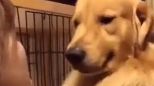 La tenera reazione di un cane quando incontra la sua nuova famiglia dopo essere stato adottato
