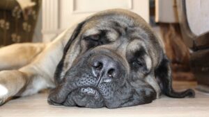 Avete mai osservato come dorme il vostro cane? La sua posizione racconta più di quanto possiate immaginare.