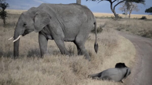 Il buffo e toccante capriccio di un cucciolo di elefante (VIDEO)