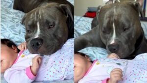 Il cane mino con la neonata