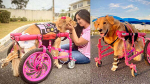 La felicità di Olivia, il golden retriever paralizzato che vive la vita migliore che un cane possa sognare (Video)