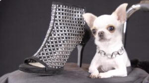 Piccola Statura, Grande Impresa: Pearl la Chihuahua più piccola del mondo con misure da record
