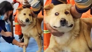 La reazione di un cagnolino durante un esame del sangue: “Non lo giudico perché sono uguale”