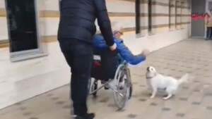 Cane aspetta 6 giorni davanti all’ospedale finché il suo proprietario non è stato dimesso: video della reazione