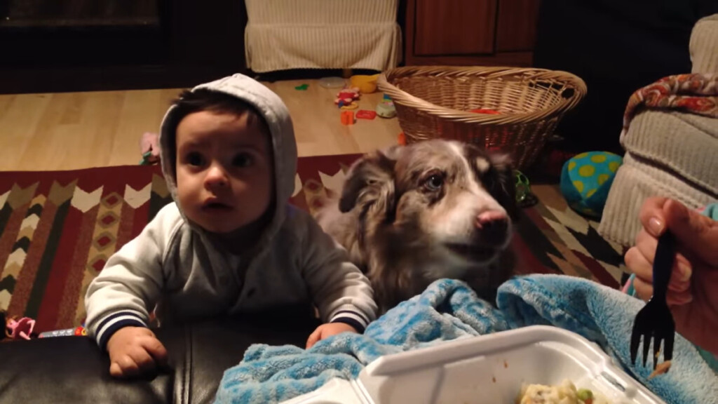 Vuole insegnare a suo figlio a dire "mamma" ma il cane lo impara al posto suo