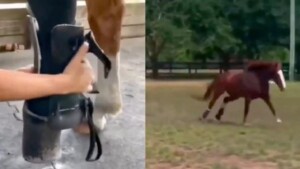 Un cavallo torna a galoppare grazie a una protesi in una delle sue gambe