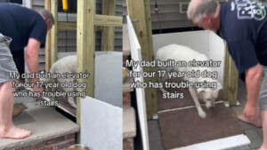 Il cane di 17 anni ha difficoltà a salire le scale e costruisce un mini ascensore