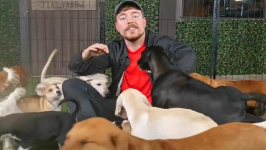 Ha salvato e trovato casa a 100 cani: il gesto di beneficenza natalizio del noto youtuber MrBeast