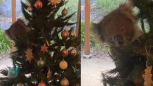 Famiglia australiana trova una sopresa natalizia sull’Albero di Natale: Un koala