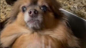 Il video tenerissimo su TikTok di un cucciolo di pomerania che dopo un bagno “si trasforma” in una foca