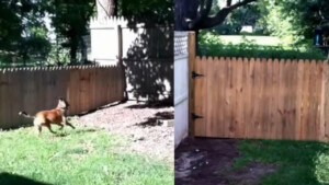 Costruisce un recinto per non far scappare il suo cane: il cane lo ha “testato” in modo esilarante