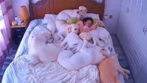 Una donna si filma mentre dorme con i suoi sei Labrador: probabilmente è un’esperta di Tetris