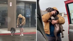 Il marito vede un cucciolo abbandonato che corre nel parcheggio e si mette in azione per aiutarlo