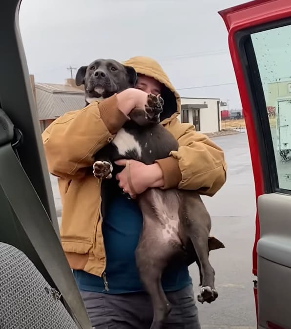Il marito vede un cucciolo randagio nel parcheggio e va ad aiutarlo