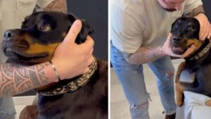 Esperto chiropratico per animali è diventato popolare sui social per i suoi particolari trattamenti sui cani