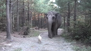 Un elefante aspetta da settimane il ritorno del suo migliore amico, un cane ferito. Guarda come finalmente si uniscono