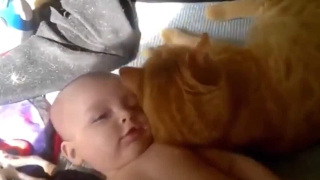 Il legame straordinario tra un neonato e il suo fedele amico felino