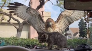 Un falco affamato prova ad acciuffare un gattino, l’incontro ravvicinato filmato ha un risvolto inaspettato